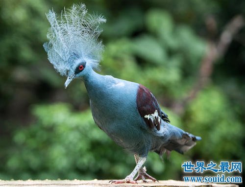 世界上最优雅的鸟，竟然不会飞！(www.gifqq.com)