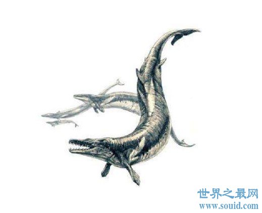现代鲸的祖先，史前械齿鲸(体长18米，重达15吨)(www.gifqq.com)