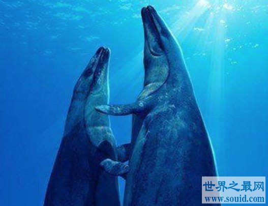 现代鲸的祖先，史前械齿鲸(体长18米，重达15吨)(www.gifqq.com)