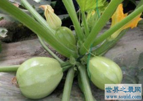 葫芦瓜与西葫芦的区别，极品蔬菜葫芦瓜的功效及吃法(www.gifqq.com)