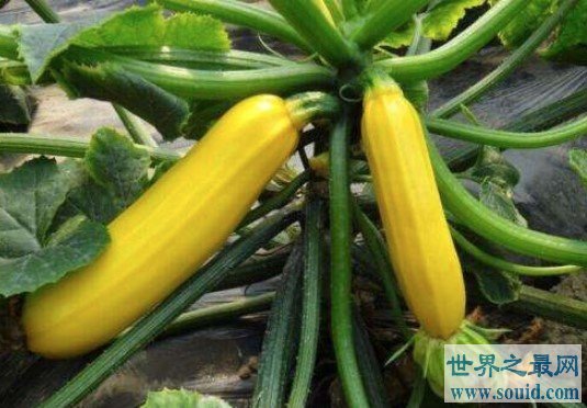 葫芦瓜与西葫芦的区别，极品蔬菜葫芦瓜的功效及吃法