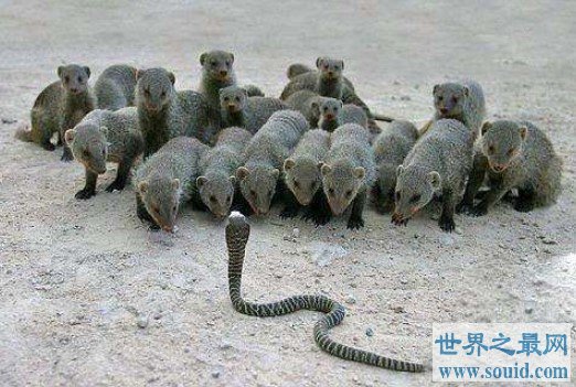 蛇的天敌蛇獴也叫蛇玝，免疫蛇毒能咬死眼镜蛇(www.gifqq.com)