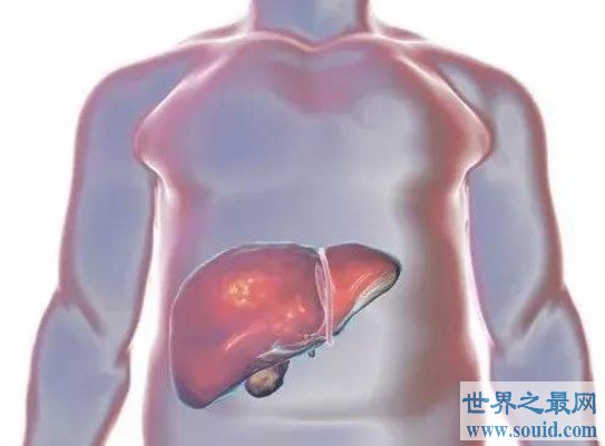 人体最大的解毒器官是什么，通过分泌生物酶解毒(www.gifqq.com)
