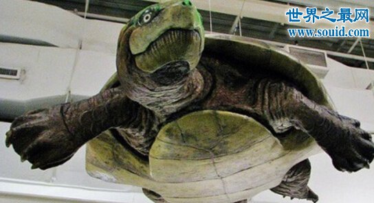 十类巨型动物的祖先，古巨龟(重达2200公斤)(www.gifqq.com)