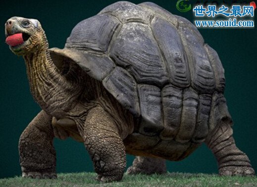 十类巨型动物的祖先，古巨龟(重达2200公斤)(www.gifqq.com)