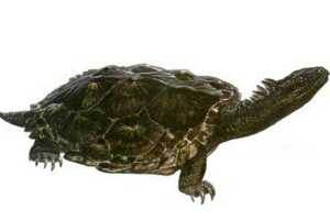 十类巨型动物的祖先，古巨龟(重达2200公斤)