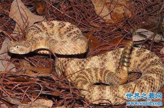 世界上最毒的蛇排名，海蛇堪称是毒蛇之首(www.gifqq.com)
