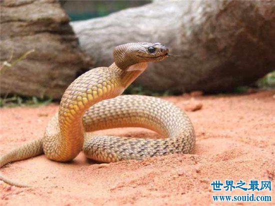 世界上最毒的蛇排名，海蛇堪称是毒蛇之首(www.gifqq.com)