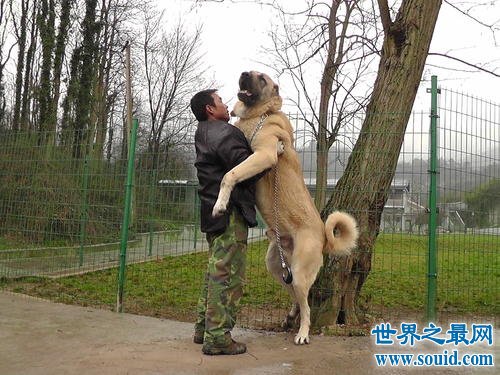 世界大型犬排行榜，威风凛凛的藏敖居然被比下去了？(www.gifqq.com)