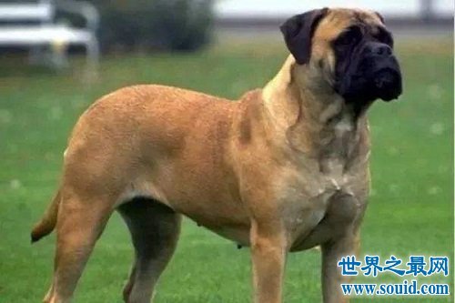 世界大型犬排行榜，威风凛凛的藏敖居然被比下去了？(www.gifqq.com)