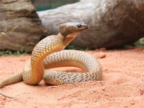 世界上最毒的蛇排名，海蛇堪称是毒蛇之首