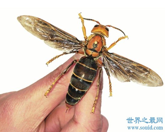 世界上最大的黄蜂，长到4厘米长,翼展约6厘米(www.gifqq.com)