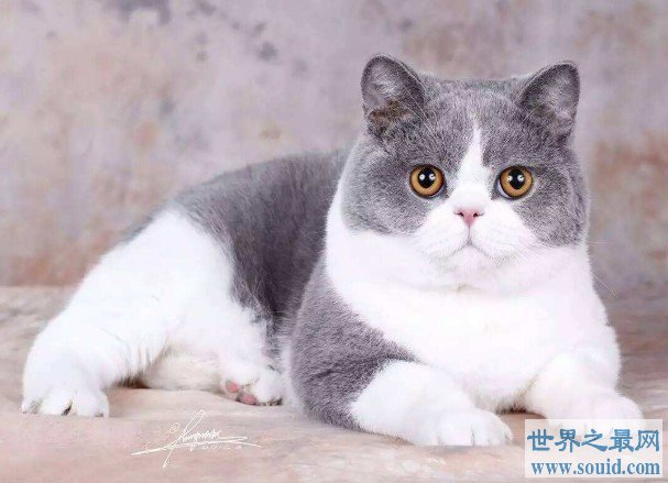 世界上最漂亮的猫，毛色非常的纯粹漂亮(www.gifqq.com)