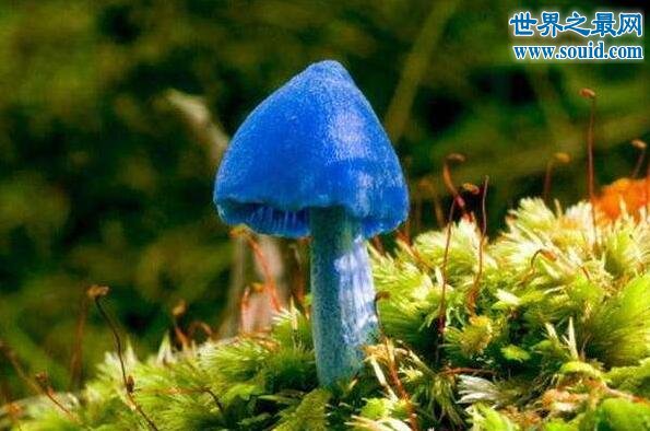 世界十大罕见蘑菇，恶魔雪茄不是香烟是星星(www.gifqq.com)