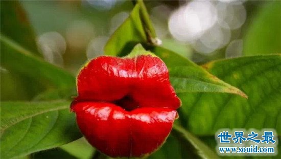 世界十大最像人体器官的可怕植物，魔鬼手指和嘴唇花(www.gifqq.com)