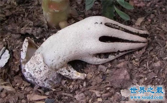 世界十大最像人体器官的可怕植物，魔鬼手指和嘴唇花(www.gifqq.com)
