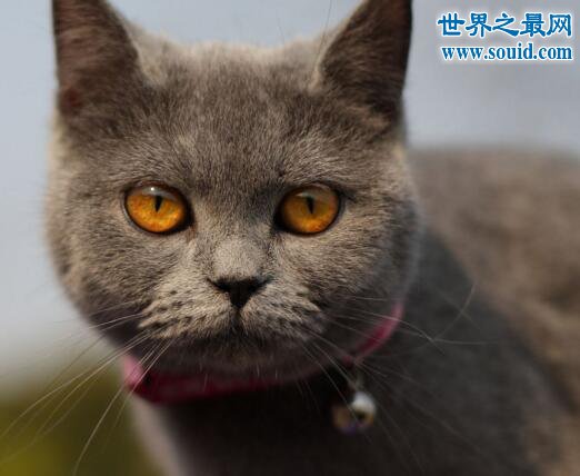 世界十大最贵的猫咪，阿什拉混血猫(高达61万元)(www.gifqq.com)