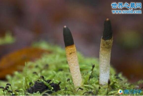 世界十大罕见蘑菇，恶魔雪茄不是香烟是星星(www.gifqq.com)