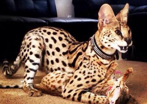 世界十大最贵的猫咪，阿什拉混血猫(高达61万元)