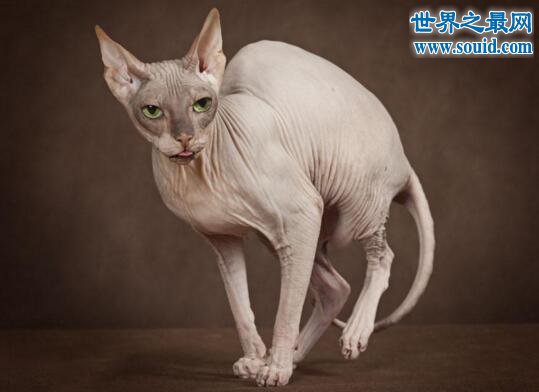 世界十大最贵的猫咪，阿什拉混血猫(高达61万元)(www.gifqq.com)