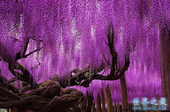 世界上最美的16颗树，惊骇世俗(组图)(www.gifqq.com)