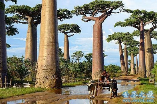 世界上最美的16颗树，惊骇世俗(组图)(www.gifqq.com)