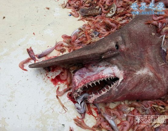 盘点深海中未知的十大怪鱼，史前剑吻鲨重现(www.gifqq.com)