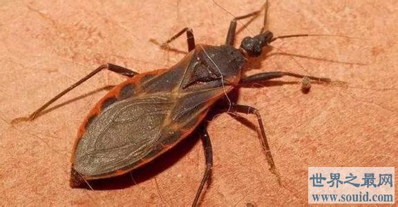 世界上最毒的十大昆虫，夺人性命只需几秒钟(www.gifqq.com)