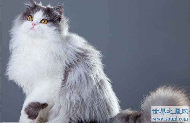 世界十大畅销猫品种，斯芬克斯排名第一(www.gifqq.com)