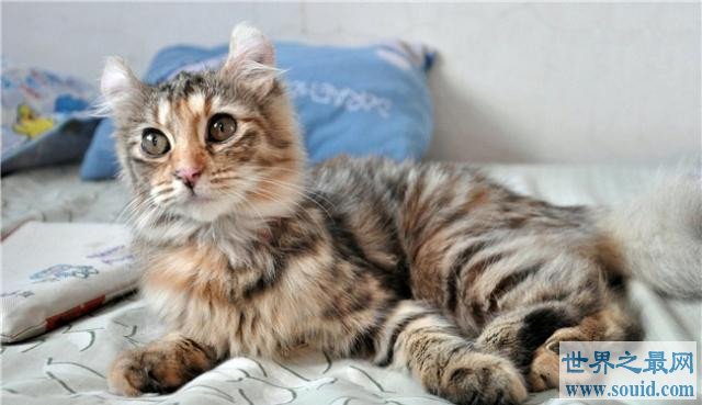 世界十大畅销猫品种，斯芬克斯排名第一(www.gifqq.com)