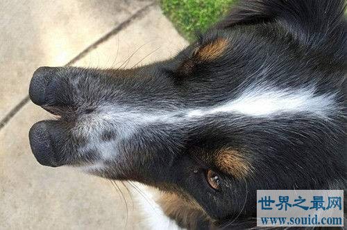 世界十大最搞笑的吉尼斯纪录 长两个鼻子的狗你见过吗(www.gifqq.com)