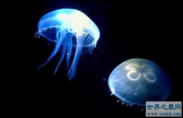 深海最恐怖的生物：冥河水母极像“摄魂怪”(www.gifqq.com)