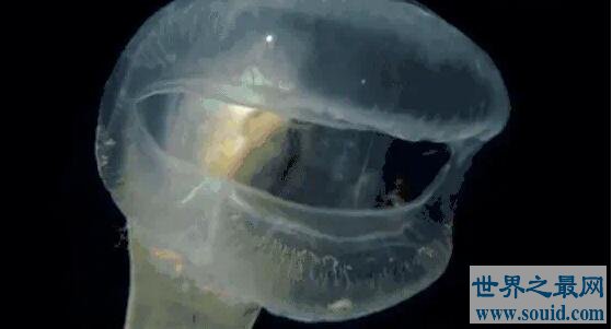 你没听说过的十大深海恐怖生物（上篇）(www.gifqq.com)