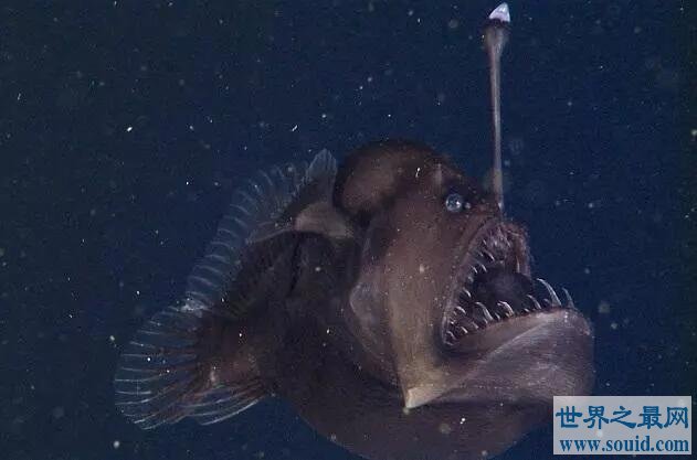你没听说过的十大深海恐怖生物（上篇）(www.gifqq.com)