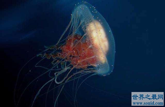 深海最恐怖的生物：冥河水母极像“摄魂怪”