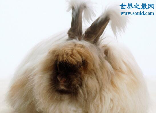 世界上毛最长的兔子，巨型安哥拉兔(最长37厘米)(www.gifqq.com)
