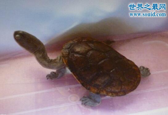 世界上脖子最长的乌龟，巨蛇颈龟(长达35厘米)(www.gifqq.com)