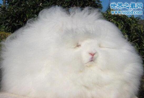 世界上毛最长的兔子，巨型安哥拉兔(最长37厘米)(www.gifqq.com)