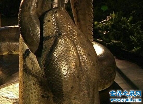 泰坦巨蟒的身体非常长，竟然达到了50.75米(www.gifqq.com)