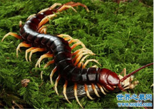 世界上最大的恐怖蜈蚣排行榜，加拉帕格斯巨人蜈蚣长46cm(www.gifqq.com)