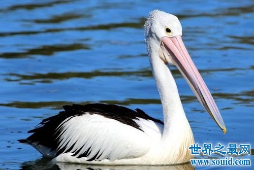 世界上嘴巴最长的鸟，居然长这样子？(www.gifqq.com)