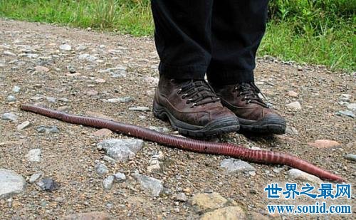 世界最长的蚯蚓，竟然长达三米多！