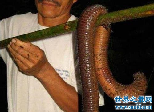 世界最长的蚯蚓，竟然长达三米多！(www.gifqq.com)
