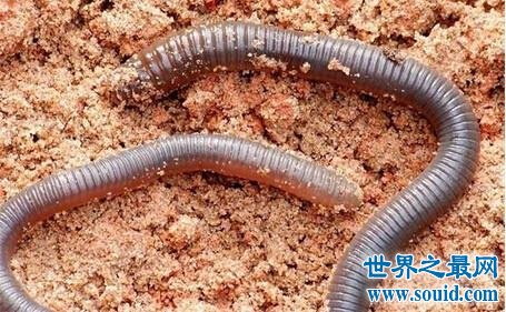 世界最长的蚯蚓，竟然长达三米多！(www.gifqq.com)