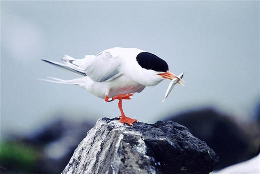 世界上飞的最远的鸟，北极燕鸥迁徙往返南北两极（全程4万公里）