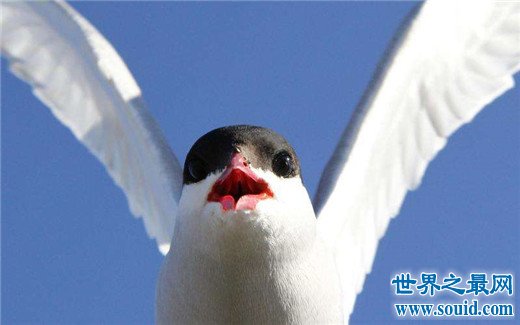 世界上飞的最远的鸟，北极燕鸥迁徙往返南北两极（全程4万公里）(www.gifqq.com)
