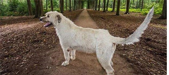 世界上尾巴最长的狗，尾长76.8厘米，祖先可以猎狼