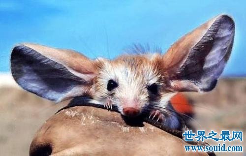 世界上耳朵最长的鼠，耳朵比半个身子都长。