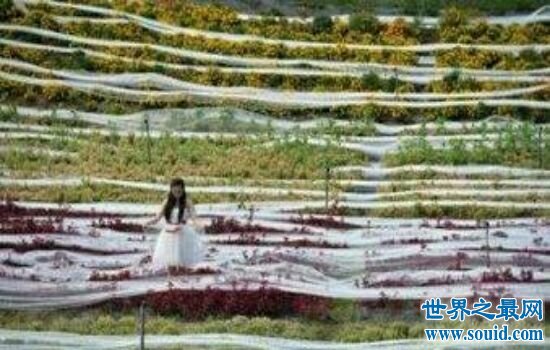 盘点世界上最长的婚纱，竟然长达4000米。(www.gifqq.com)