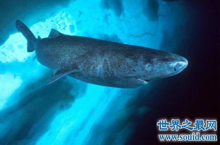 世界上最长寿的鲨鱼，可活到400岁！